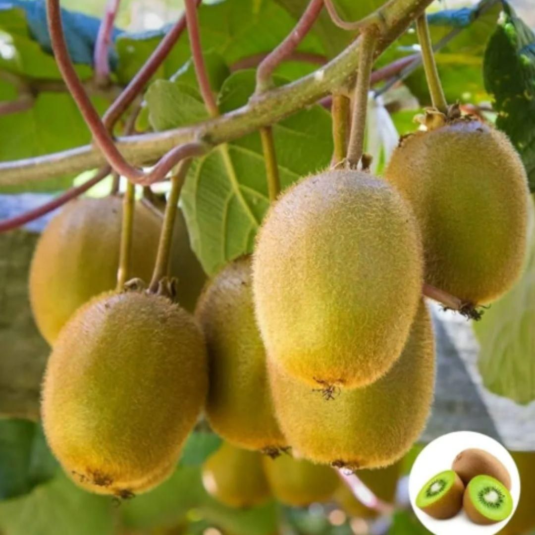 Kiwi,Juicy, Sour And Sweet, Suitable For Home Planting - Harappakart