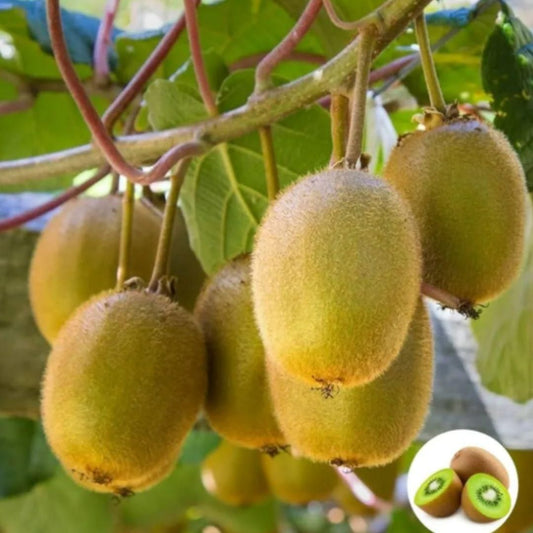Kiwi,Juicy, Sour And Sweet, Suitable For Home Planting - Harappakart