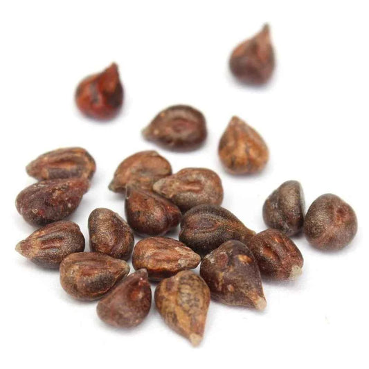 Dried Grape Seed | Sweet Sapphire Grapes Seed Pack of 20