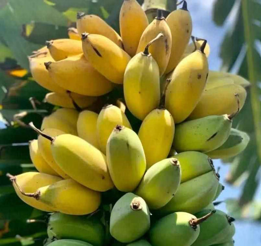 Banana Seeds |Growing Banana Trees From Seeds
