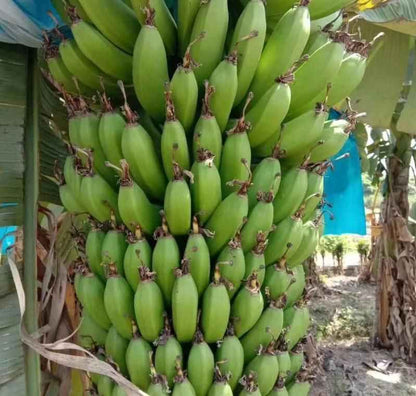Banana Seeds |Growing Banana Trees From Seeds